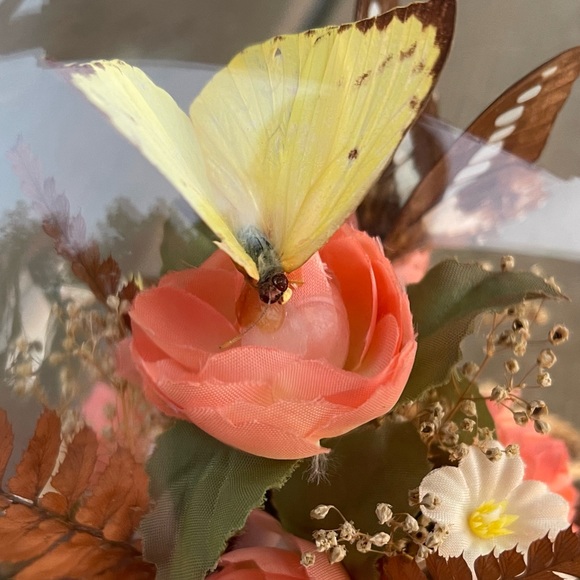 Vintage Real Butterfly Taxidermy Solid Glass Dome Globe Wood Base - Picture 8 of 12